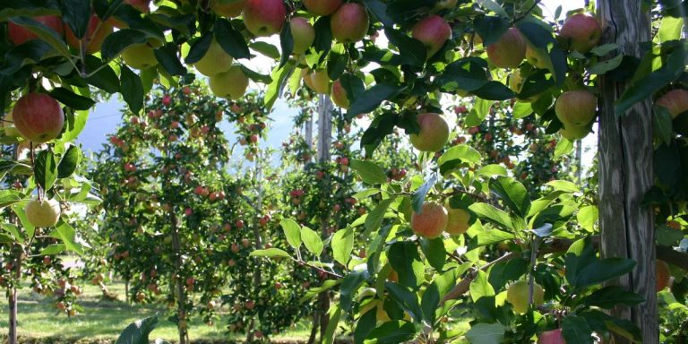 IMG 7390 Vergers Aigle Yvorne Chablais 1 768x384