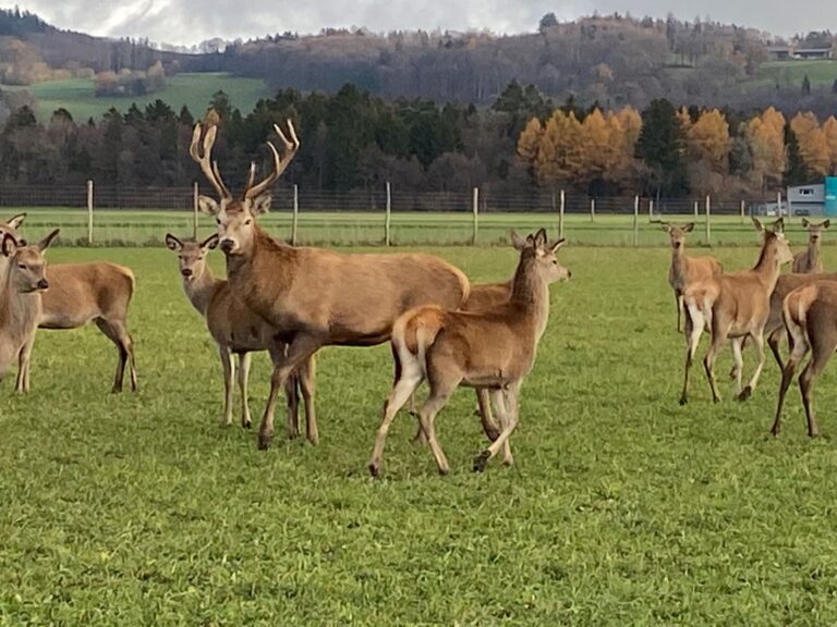 lafermedumoulin ch 768x576
